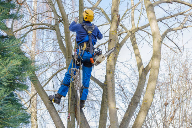 How Our Tree Care Process Works  in  Cape Carteret, NC